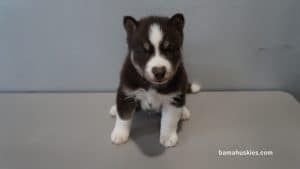 black and white female husky puppy for sale