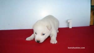 white female husky puppy