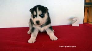 black and white husky puppy