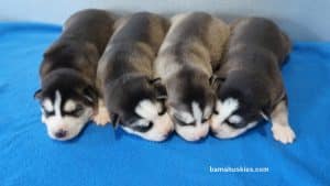 husky puppies
