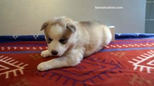 Red and white husky puppy for sale