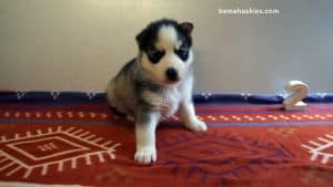 Grey and White Husky puppy