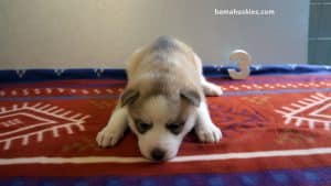 Brown and white husky puppy for sale