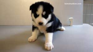 Black and White husky puppy for sale