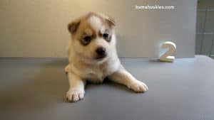 Siberian husky puppy for sale