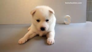Solid white male husky puppy for sale