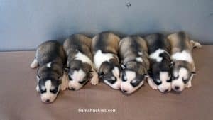 female husky puppies