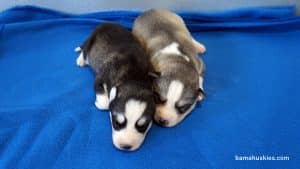male husky puppies