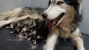 A litter of husky puppies