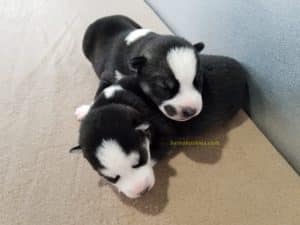 black and white husky puppies