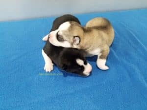 male husky puppies