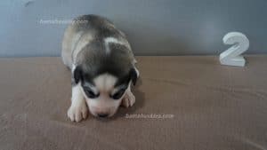 grey and white husky puppy for sale