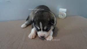 black and white husky puppy