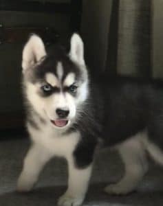 Husky puppy