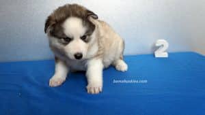 husky puppy