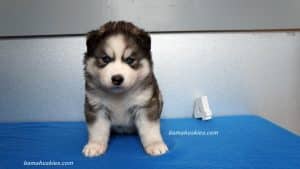 grey and white husky