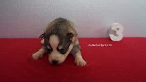 husky puppy