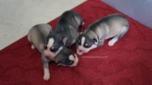 husky puppies