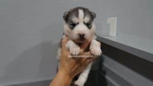 husky