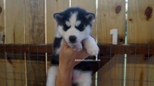 husky puppy