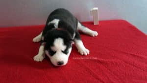 Black and white husky puppy