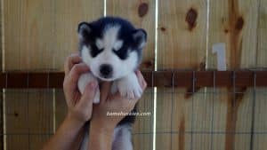 husky puppy
