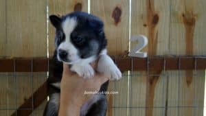 husky puppy