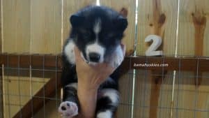 black and white husky puppy