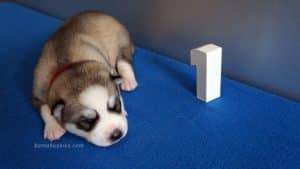 grey and white siberian husky puppy