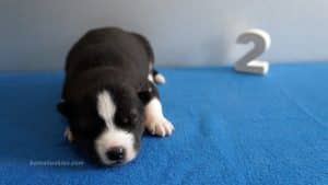 black and white male husky