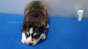 Grey and White Husky puppy