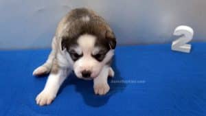 Husky Puppy