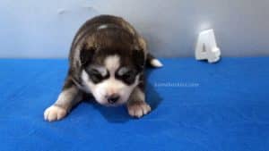 Siberian husky puppy for sale