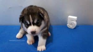 Husky puppies for sale in Georgia