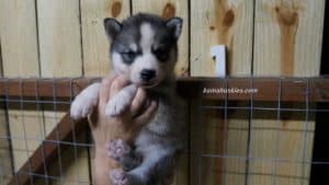 Black and white husky puppy