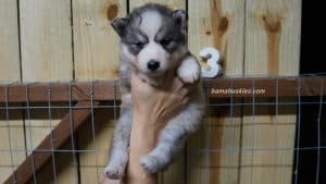 Black and white husky puppy