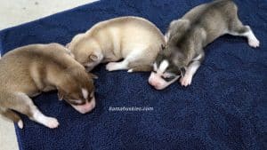 husky puppies