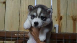 husky puppy for sale