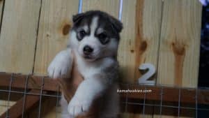 husky puppy