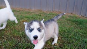 Husky puppy