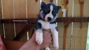 husky puppy