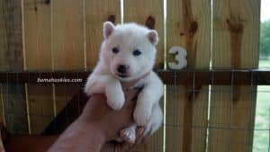 white husky
