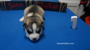 grey and white husky puppy