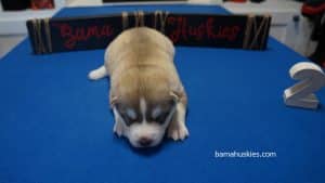 red and white husky puppy
