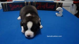 black and white siberian husky puppy