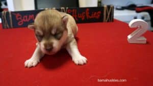 red and white husky puppy