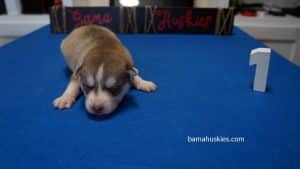 grey and white husky puppy