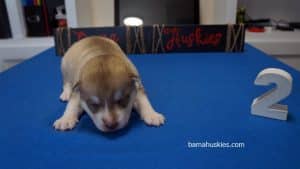 husky puppy for sale