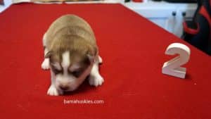 red and white husky puppy