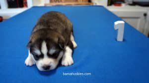 black and white male husky puppy